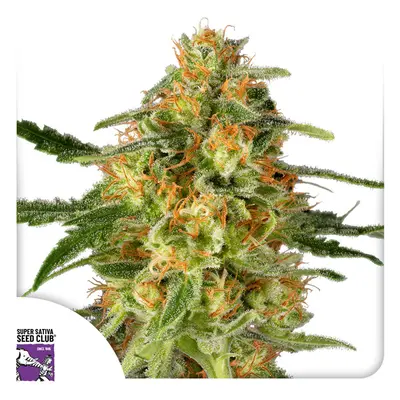 TNT Trichome - feminisierte Samen 8 Stück, Super Sativa Seed Club