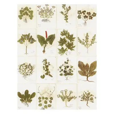 Botanica Printed Wallpaper