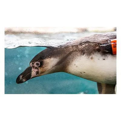 KinderWorkshop - Fotografien im Zoo für Kinder