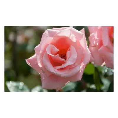 Rosen: 3er-Set / Dame de Coeur Rot