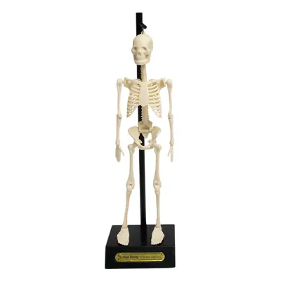 Anatomisches Skelettmodell Rex London