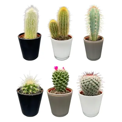 Modernes Kaktus-Set in Designer-Glastöpfen – 6 Arten inkl. Pilosocereus & Mammillaria – Ø7.5 cm,