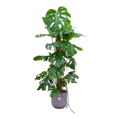 Monstera Pertusum mit Topf in verschiedenen Farben - Fensterblatt - 120cm Ø26 - Zimmerpflanzen -