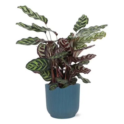 Calathea Makoyana mit Topf oder Korb in verschiedenen Farben - Zimmerpflanze - Ø21cm, ↕70cm - Pf