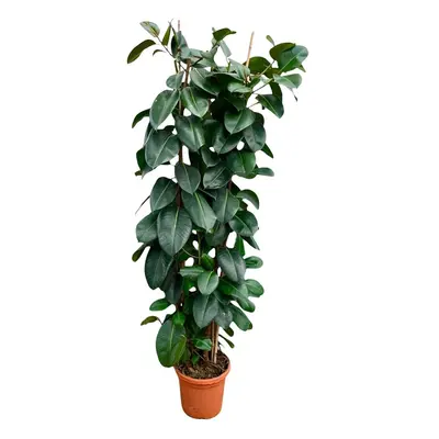 Ficus Elastica Robusta Strauch - 225 cm - Ø40 - Gummibaum - Zimmerpflanzen - Immergrüne Pflanzen