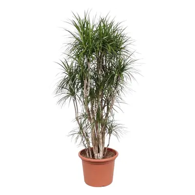 Dracaena Marginata verzweigt – 210 cm Ø50 cm – Zimmerpflanze – XXL Zimmerpflanzen