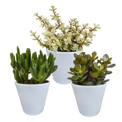 Crassula Mix Set in Weißen Töpfen – 3 Verschiedene Arten, 8,5 cm Zimmerpflanzen