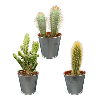 Vielseitiges Kaktus-Set in Zinktöpfen – Pilosocereus Azureus, Opuntia Monacantha, Pilosocereus C