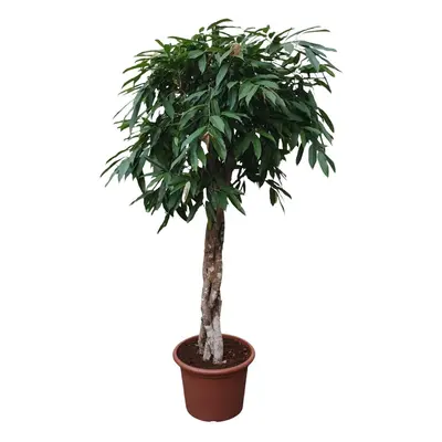 Ficus Amstel King mit geflochtenem Stamm - 190 cm - Ø45 - Zimmerpflanzen - Immergrüne Pflanzen