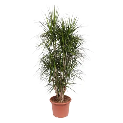 Dracaena Marginata verzweigt – 190 cm Ø45 cm – Zimmerpflanze – XXL Zimmerpflanzen - Drachenbaum