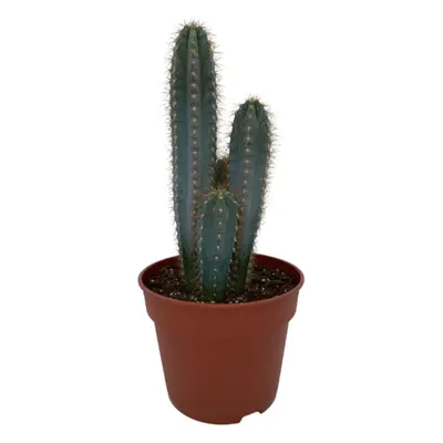 Pilosocereus Azureus Kaktus – Robuste & Elegante Zimmerpflanze – Höhe 30-40 cm, Topf Ø17 cm