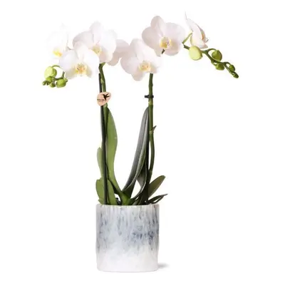 Elegante Kolibri Orchids | Reinweiße Phalaenopsis Orchidee "Amabilis" im Sky Topf Design | Ø9cm 