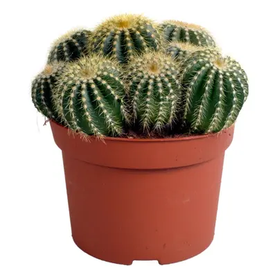 Eriocactus Warasii - Premium Grüner Kaktus mit Gelben Stacheln - 12 cm Zimmerpflanzen