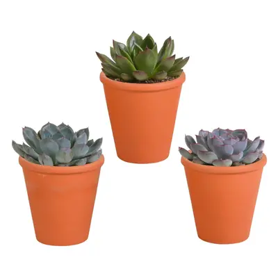 Echeveria Mix in Terrakottatöpfen – 3 Verschiedene Arten – 8,5 cm Zimmerpflanzen