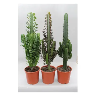 Kaktus Wüstenmix (Euphorbia) - 3er-Set - Ø 17 cm - ↕ 70 cm Kakteen Zimmerpflanzen