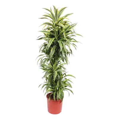 Dracaena Lemon Lime – 170 cm Ø34 cm – Zimmerpflanze – XXL Zimmerpflanzen - Drachenbaum