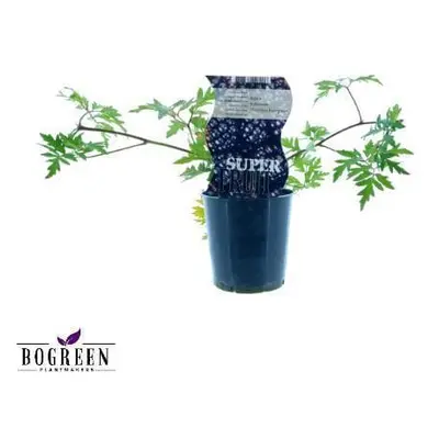 Dornenlose Brombeere 'Thornless Evergreen' - Topf Ø12cm, Höhe 30cm - Robuste Gartenpflanze Bromb