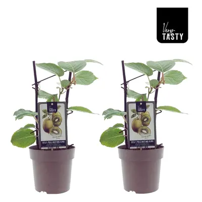 2x Selbstfruchtende Kiwipflanze Actinidia deliciosa Jenny Gartenpflanze 40 cm im Topf Ø15 cm Act