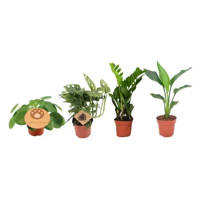 Musthave Pflanzenbox - 4er Set Zimmerpflanzen - Ø12cm - ↕20-40cm - Monstera deliciosa - Strelitz