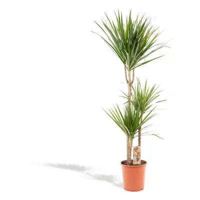 Dracaena Marginata – 120 cm Ø21 cm – Zimmerpflanze – XXL Zimmerpflanzen – Drachenbaum