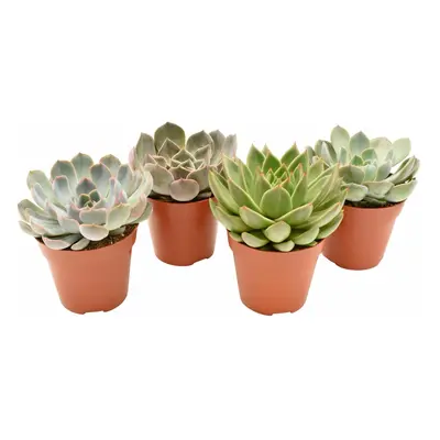 4er Set Echeveria Mix - Sukkulente Echeveria - Ø12cm - ↕15cm - grüne Zimmerpflanzen