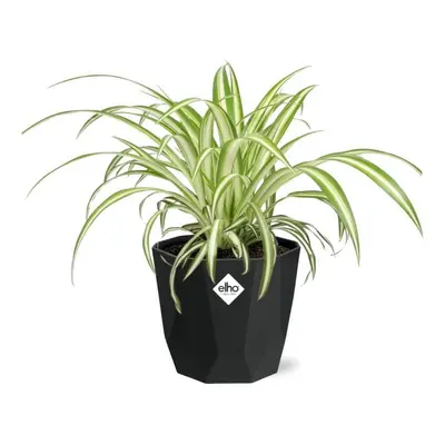 Chlorophytum Comosum Variegatum Zimmerpflanzen in ELHO B.for Rock 14 cm - Living Black