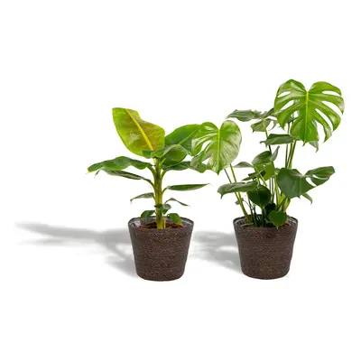 Zimmerpflanzen Set mit Korb - Monstera Deliciosa - Ø21cm - ↕75cm + Musa Dwarf Cavendish - Ø21cm 