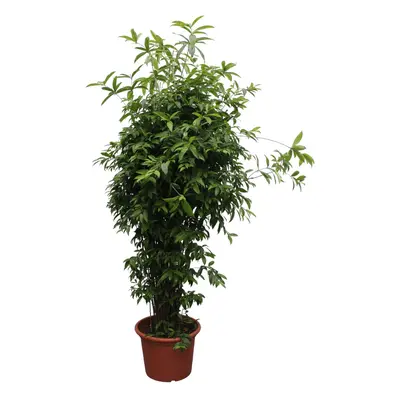 Dracaena Surculosa - Japanischer Bambus - 300 cm Ø60 cm - Zimmerpflanze - XXL Zimmerpflanzen