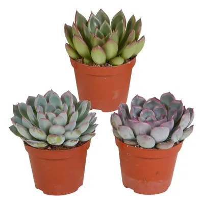 Echeveria-Mix 8,5 cm - Dekorative Sukkulenten-Kollektion - 3 Farbvarianten Zimmerpflanzen