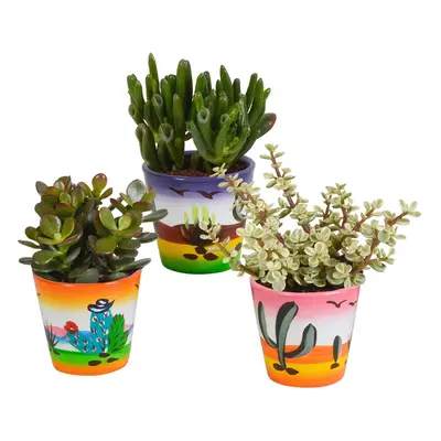 Crassula Mix im Handbemalten Mexikanischen Topf - 8,5 cm - 3er Set Zimmerpflanzen