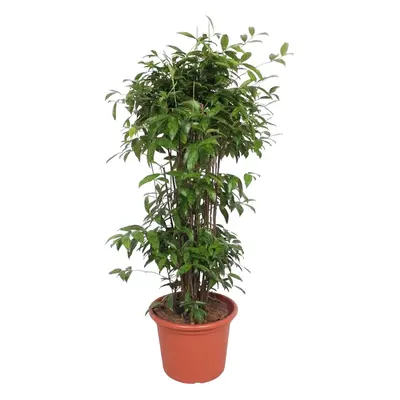 Dracaena Surculosa – Japanischer Bambus – 240 cm Ø50 cm – Zimmerpflanze – XXL Zimmerpflanzen - Z