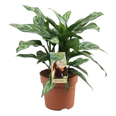 Aglaonema Maria - 40 cm - Ø17 cm - Zimmerpflanze - Kolbenfaden - Pflegeleichte Zimmerpflanzen