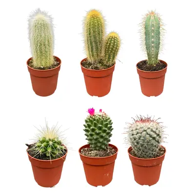 Klassisches Kaktus Ensemble – 6 Sorten inkl. Pilosocereus & Mammillaria – Ideal für den Innenber