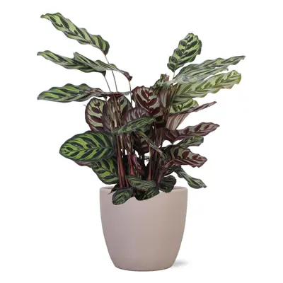 Calathea Makoyana mit Topf oder Korb in verschiedenen Farben - Zimmerpflanze - Ø21cm, ↕70cm - Pf