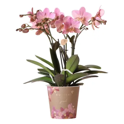 Kolibri Orchids | Altrosa Phalaenopsis Schmetterlingsorchidee Orchidaceae - Jewel Treviso - Topf