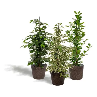 3er Set Zimmerpflanzen mit Korb - Ficus Benjamina Danielle + Ficus Benjamina Twilight + Ficus Mi