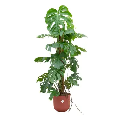 Monstera Pertusum mit Topf in verschiedenen Farben - Fensterblatt - 120cm Ø26 - Zimmerpflanzen -