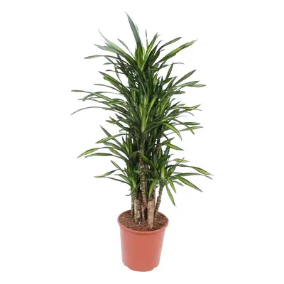 Dracaena Riki - 140 cm - Ø30 cm - Zimmerpflanze - XXL Zimmerpflanzen - Drachenbaum