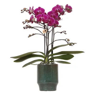 Lila Phalaenopsis Orchidee 'Morelia' | Zimmerpflanze im Classy Topf