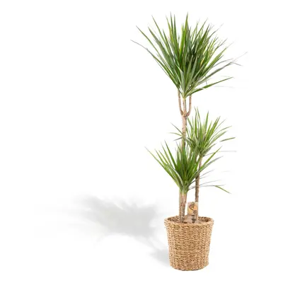 Dracaena Marginata mit Topf oder Korb – 120 cm Ø21 cm – Zimmerpflanze – XXL Zimmerpflanzen – Dra