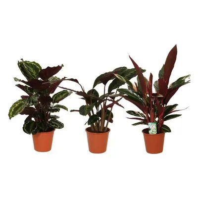 Calathea Symphony - 3 Stücke - Ø19cm - ↕70-80cm - Pflegeleichte Zimmerpflanzen - Luftreinigende 