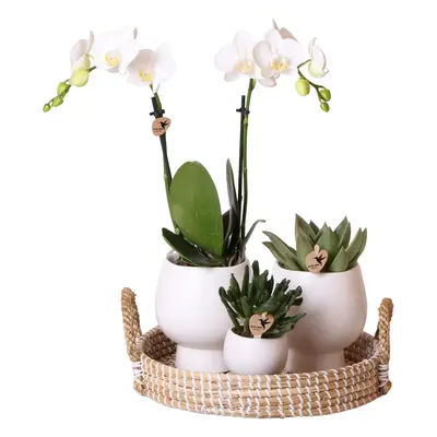 Komplettes Pflanzenset Scandic weiß | Weiße Phalaenopsis Schmetterlingsorchidee und Sukkulenten 