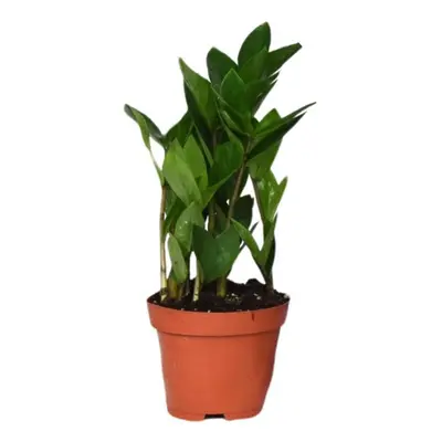 Zamioculcas Zamiifolia - Kompakte Luftreiniger-Pflanze, Höhe 30cm, Topf Ø12cm Zimmerpflanzen