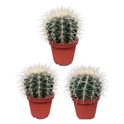 3x Echinocactus Grusonii – Robuste Goldkugelkakteen Ø10,5 cm, Höhe 13-17 cm Kakteen Kaktus