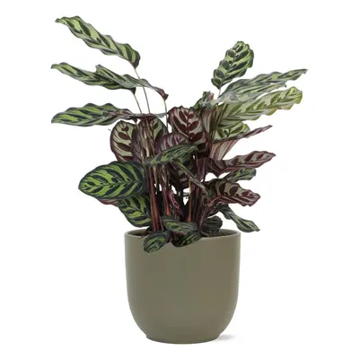 Calathea Makoyana mit Topf oder Korb in verschiedenen Farben - Zimmerpflanze - Ø21cm, ↕70cm - Pf