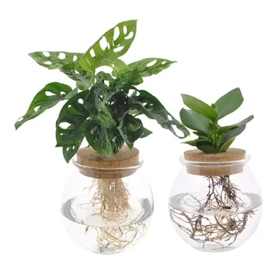 Bolglas Duo Monstera Adansonii - Clusia - Wurzelblick Set - Ø12cm - ↕30 cm Zimmerpflanzen Wasser