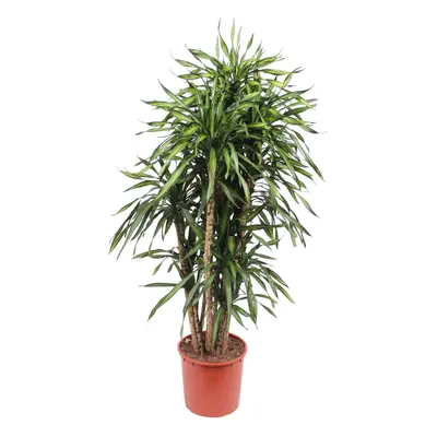 Dracaena Riki – 170 cm Ø34 cm – Zimmerpflanze – XXL Zimmerpflanzen - Drachenbaum