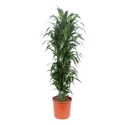 Dracaena Janet Craig – 170 cm Ø34 cm – Zimmerpflanze – XXL Zimmerpflanzen - Drachenbaum