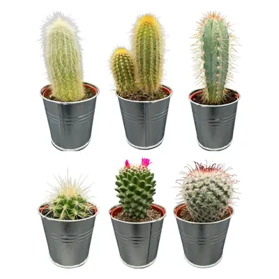 Urban Oasis Kaktus-Set in Zinktöpfen – Vielseitige Sammlung von 6 Arten, Ø7.5 cm, Höhe 8-15 cm