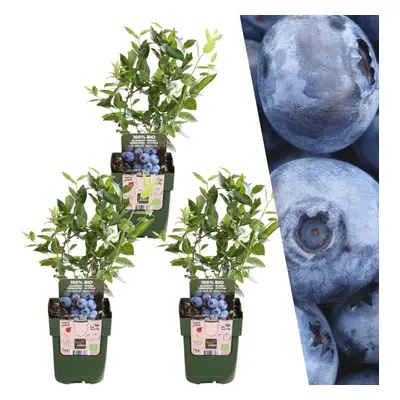 3 x Heidelbeerpflanzen Vaccinium corymbosum BIO - Ø13 cm Topf - 20 cm Höhe - Gartenpflanze Kultu